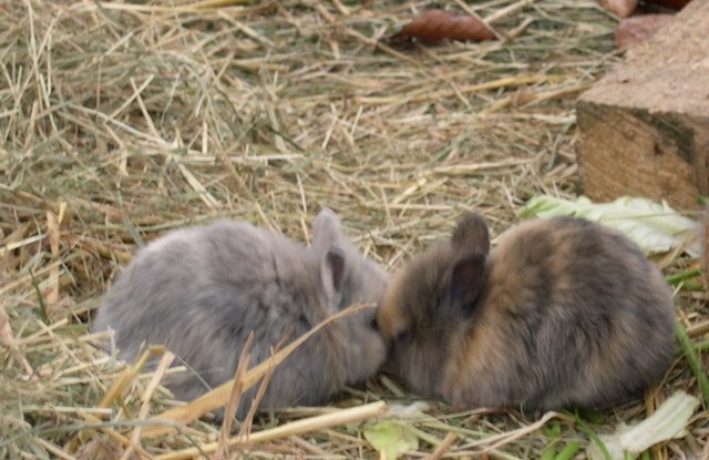 Haido und Natsuki küssen sich :)