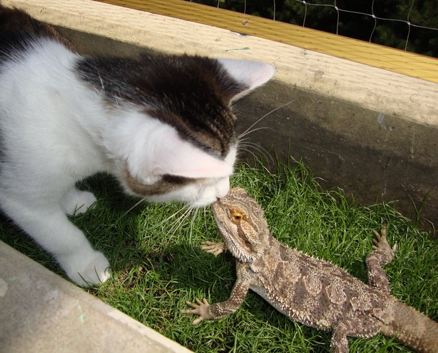 Bärchen und das Monster aus Wien 22