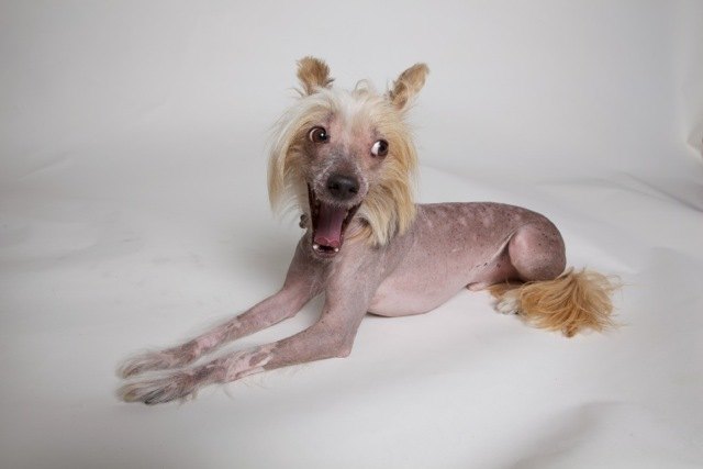 Mr. Lee muss gähnen