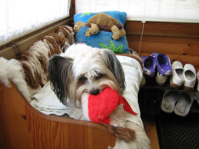 Chipsy mit seinem Stofffisch, nach dem fressen tut er immer Milchtreten