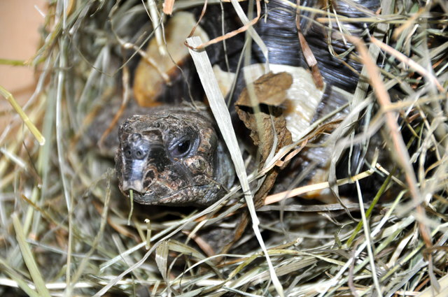 Burli auf Entdeckungsreise