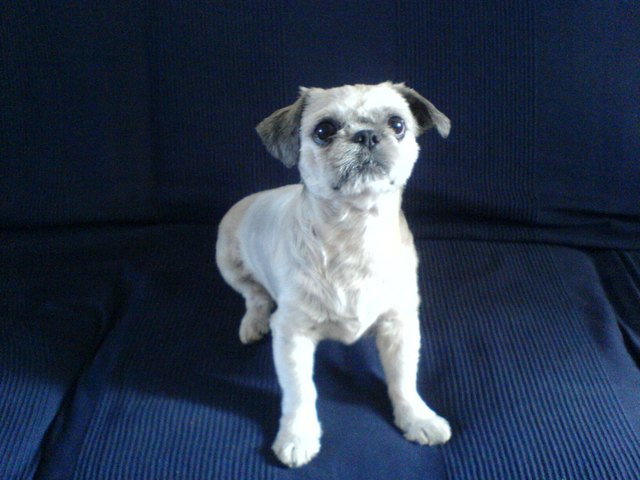 Wie aus Sunny  !!! Mr. SUNNY  wurde !!!!!!!!!!!!!!!!!!!!!!!!!!!!!!!!!!    Mein Onkel hat Sunny,immer in die Kirche mitgenommen und von einem befreundeten Pfarrer mit Weihwasser segnen lassen.Ab diesem Zeitpunkt nannte ihm der Pfarer,Onkel und anschließend alle Mister Sunny !!!!!!!!!!!!!!!!!!  Mr. Sunny