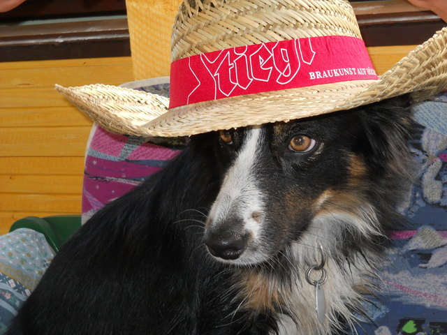 Atlanta macht mit bei "bz sucht das liebste Haustier"