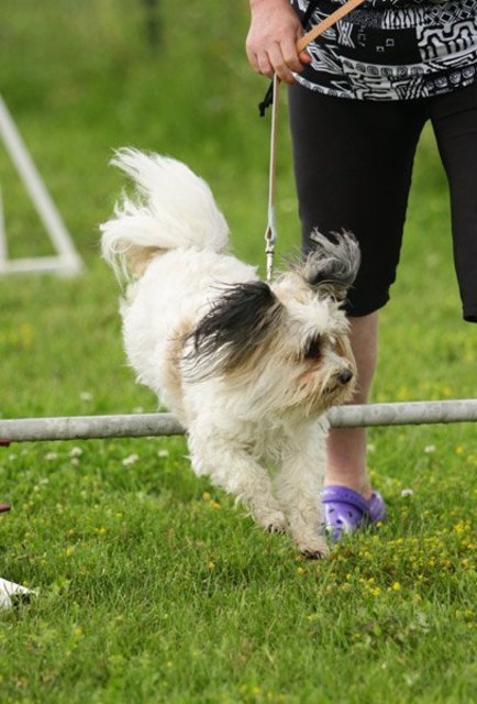Chipsy beim Juxturnier am 1.Österr.Mischlingshundeverein