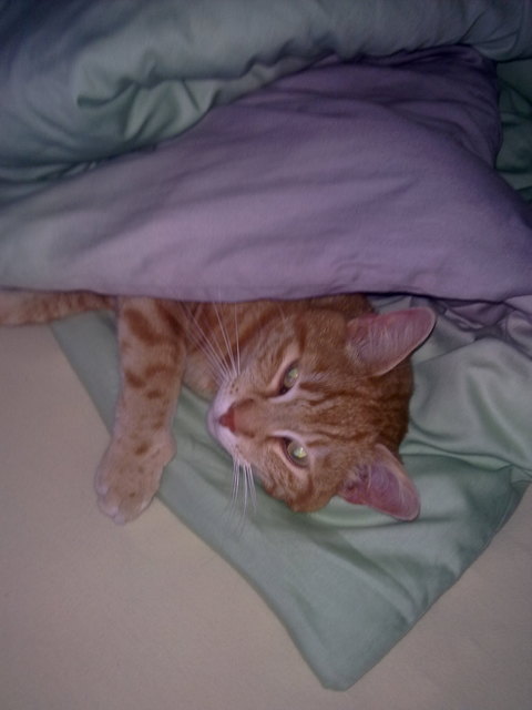 ein besseres Bett kann ich nicht finden.