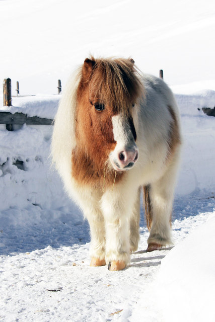 Mutti hat gesagt, ich werde nicht größer