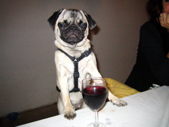 Unser Liebling ist der Mops auf den wir ganz stolz sind!