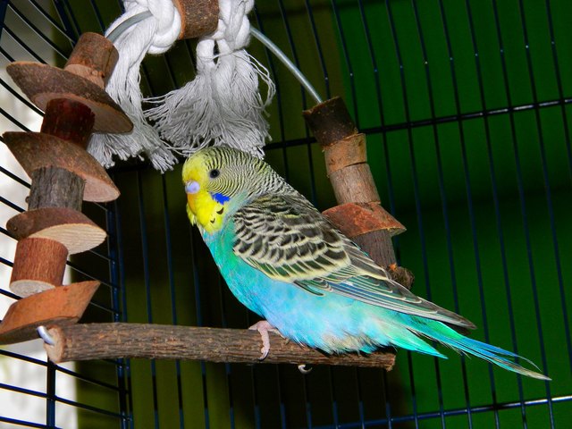 Jonny, unser junger Wellensittich