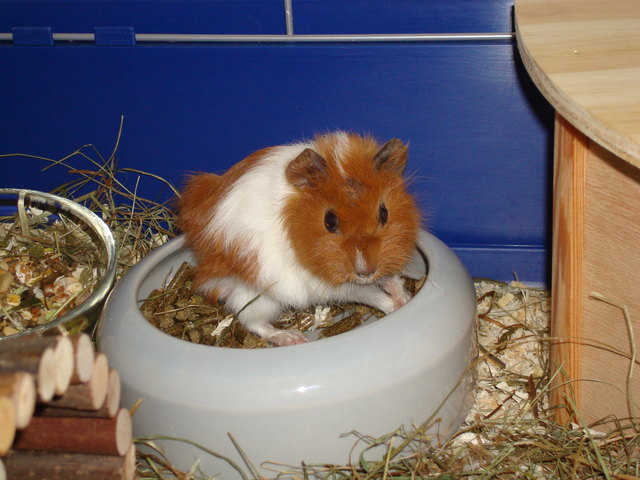 Ruby in der Futterschüssel