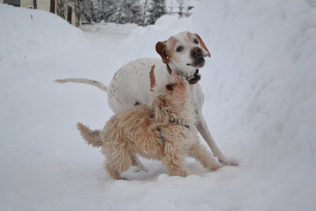 sami und bupo im schnee