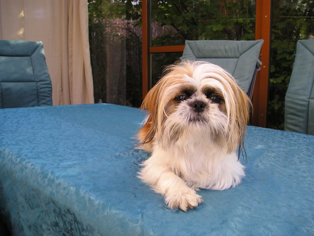 Simba beim chilln xD