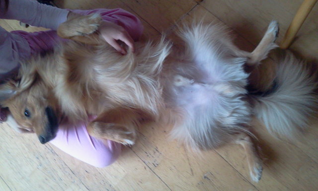 Hallo, ich bin Jerry und so schlafe ich am liebsten