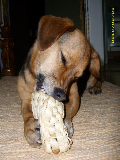Und jetzt zerbeiß ich es!