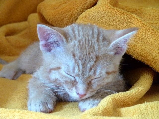 Lucy bei ihrem Mittagsschlaf!