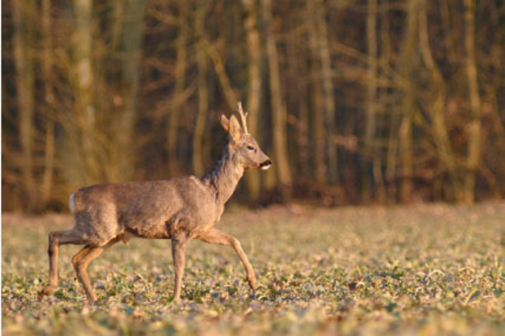 Heimisches Wild ist gesund - Wiener Neustadt