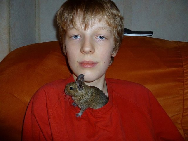 Degu "Nelly" im schönsten Versteck