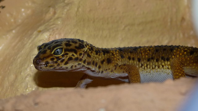 geckos