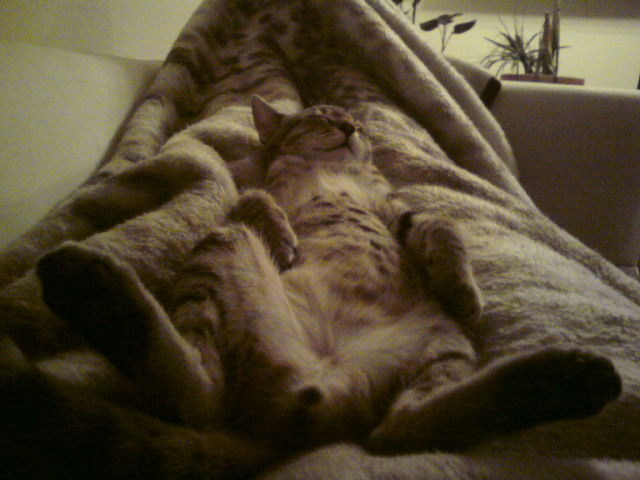 Brashen beim Entspannen (gut getarnt)...