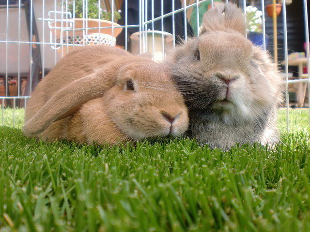 Milka und seine beste Freundin Donut
