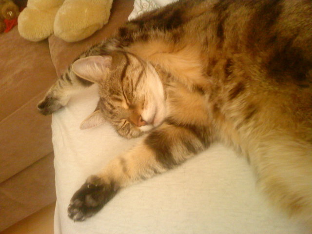 Elfie, habe Micky (13 Jahre) erst vor drei Wochen bekommen und fühlt sich sichtlich wohl