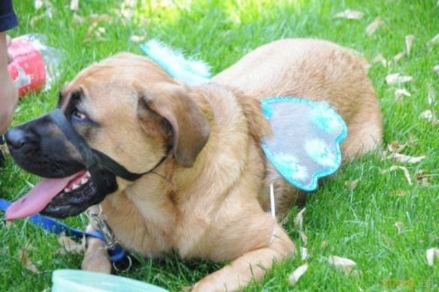 Meine Hündin Cara am CSD 2010