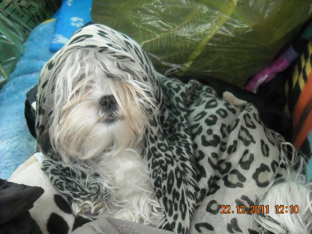 Puppy meine Shitzu-Hündin verkleidet sich gerne