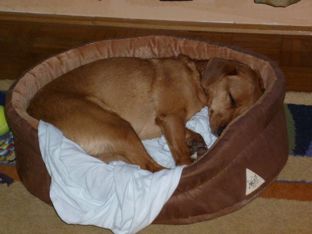 Luna´s Lieblingsbeschäftigung..schlafen