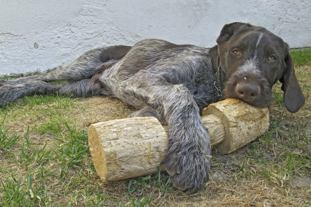 Arthur von der Sitzenau