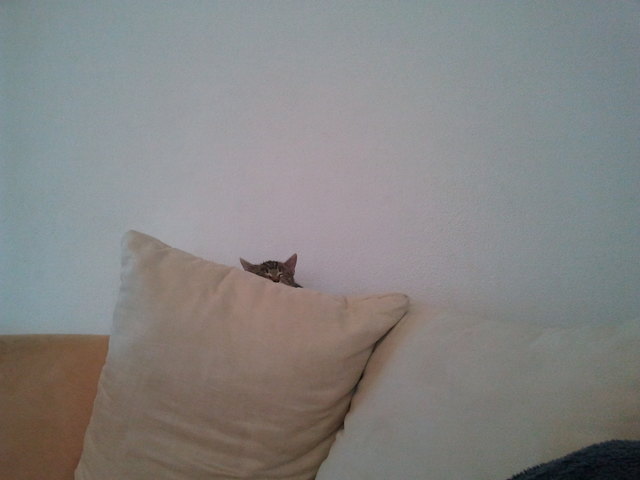 Kätzchen mit kleiner Nase