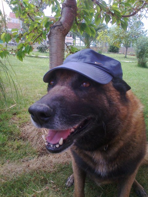 In Memoriam an Grimi, 2003-2011