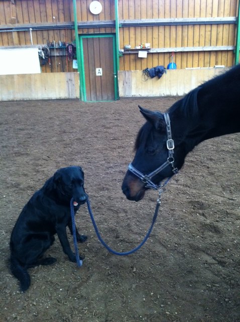 Der Hütehund Bodo ;)