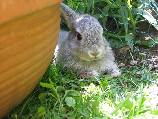 Unser "EINOHRHASE" Struppi