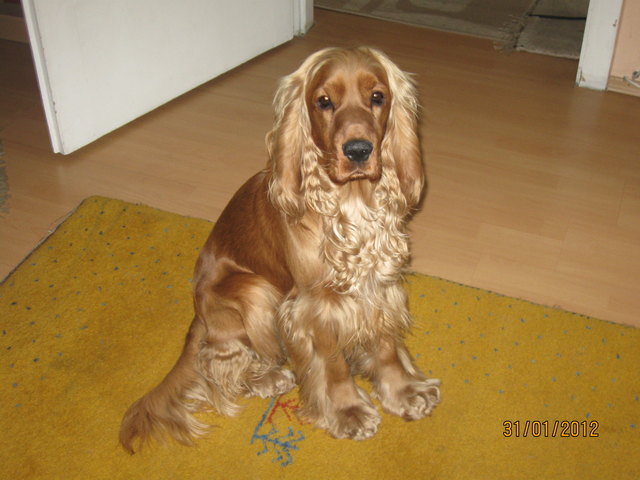 Ari Cocker spaniel 1 Jahr alt, freut sich auf Spielwiese....