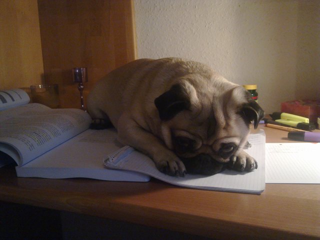 "Vom Lernen werd ich immer so müde!" - Shiloh :)