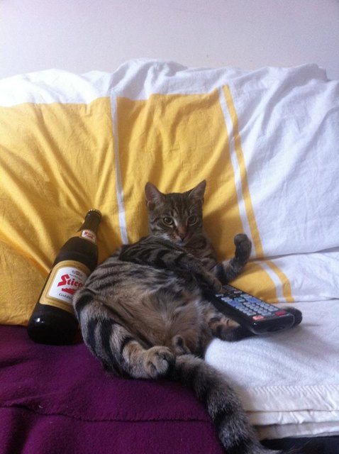 Unser Kater Greg in "das Leben ist OK"