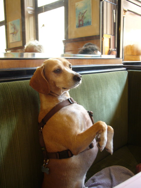 Benito dad Kaffeehaus Hund