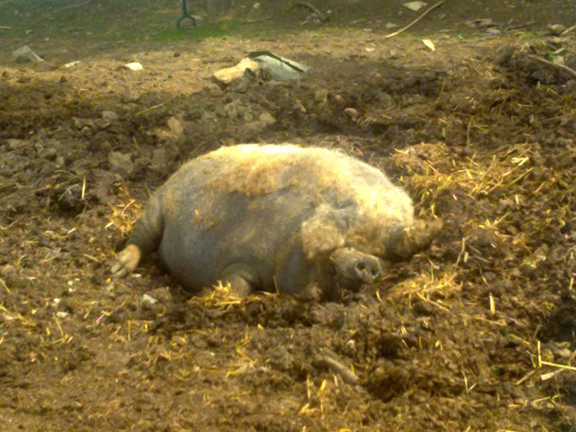 Dieses liebe Hängebauchschweinchen lebt in Perchtoldsdorf gemütlich mit Pferden auf einem Hof. So gemütlich hätte es wohl so einige Haustiere. Meine drei Hunde haben es so ähnlich deswegen aber Hundefotos gibt es ja soo viele,  also Glück für alle Teilnehmer wünscht das glückliche Schweinchen!