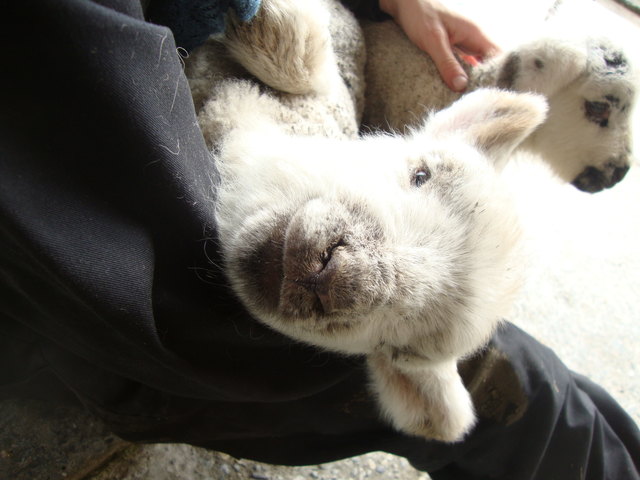 little lamb
