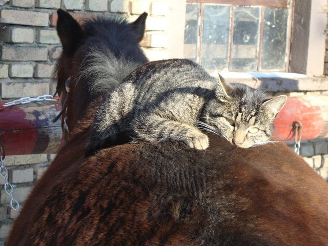 ein warmes plätzchen für unsere Stallkatze
