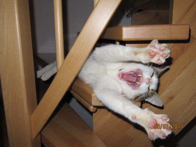 Kater Kubu beim relaxen auf der Stiege