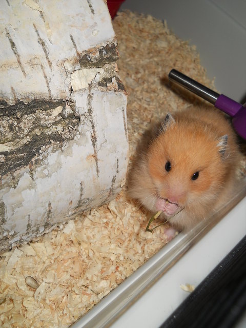 Teddy Hamster