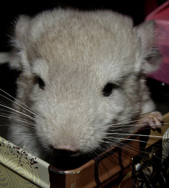 Der kleine Casper erkundet die große Keksdose! :)