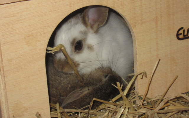 Muffin & Missi beim Kuscheln