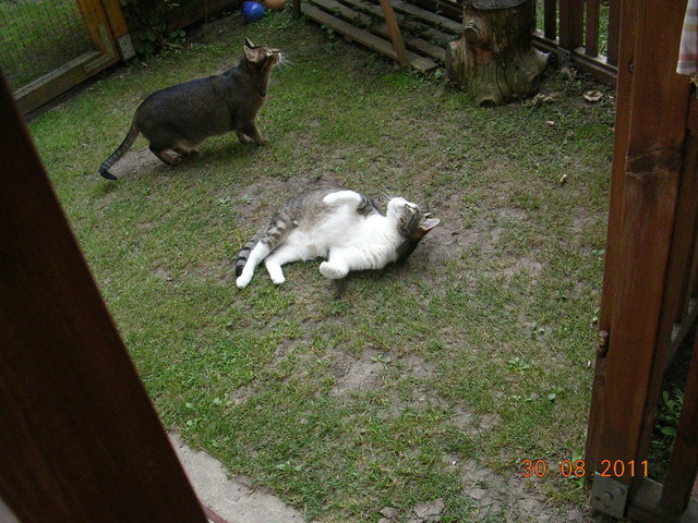 Murli und KatzKatz im Garten: "Da oben fliegt doch etwas!"