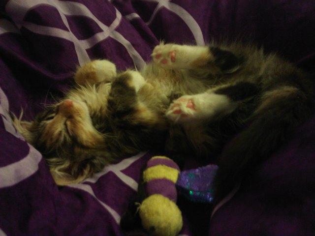 Unsere süße norwegische Waldkatze Fergie beim schlafen und kuscheln mit ihrer Summsi