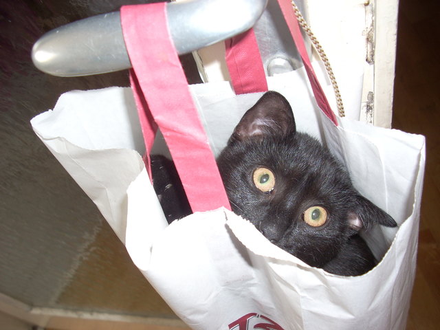 Tilli - Die Katze im Sack
