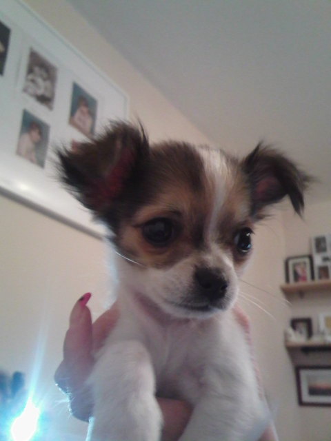Das ist unser kleiner Minichihuahua " Labello"