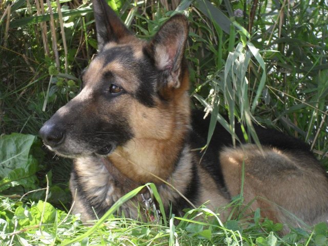 Unsere Schäfermitze Heinrich!