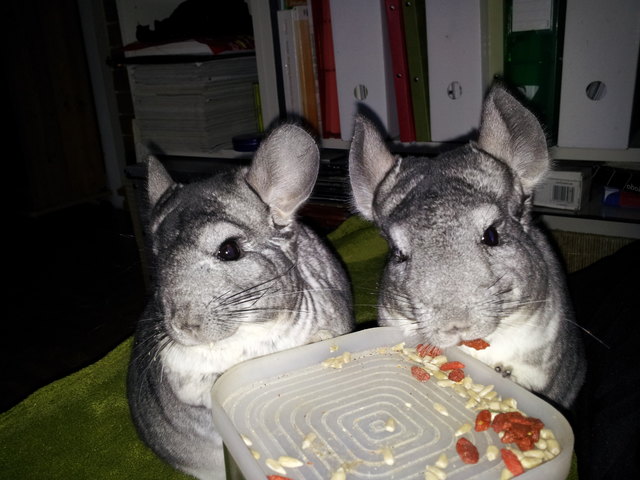 Monki und Lilly von Sebastian