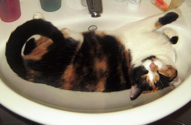 Angie beim Trockenbaden